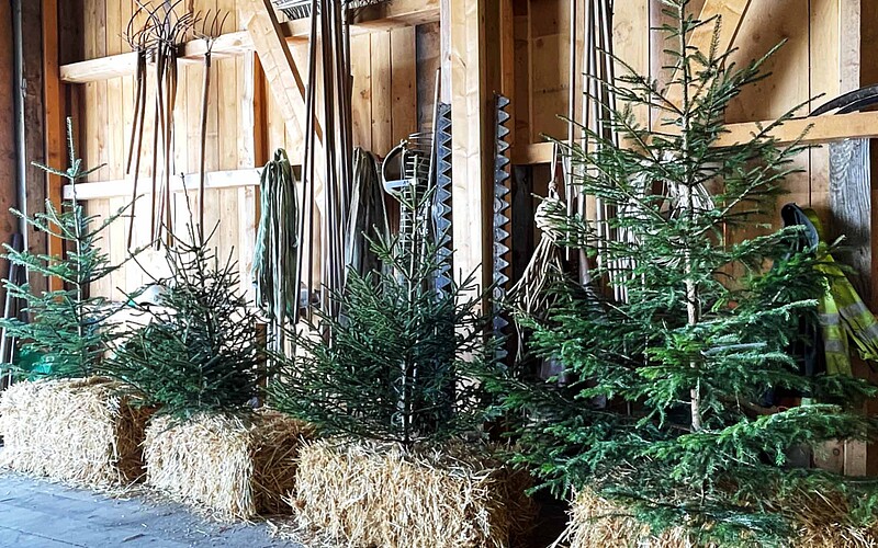 Christbaum-Verkauf ¦ ©Foto Maggie J.Christen-Zurfluh Christbaum-Verkauf ¦ ©Foto Maggie J.Christen-Zurfluh