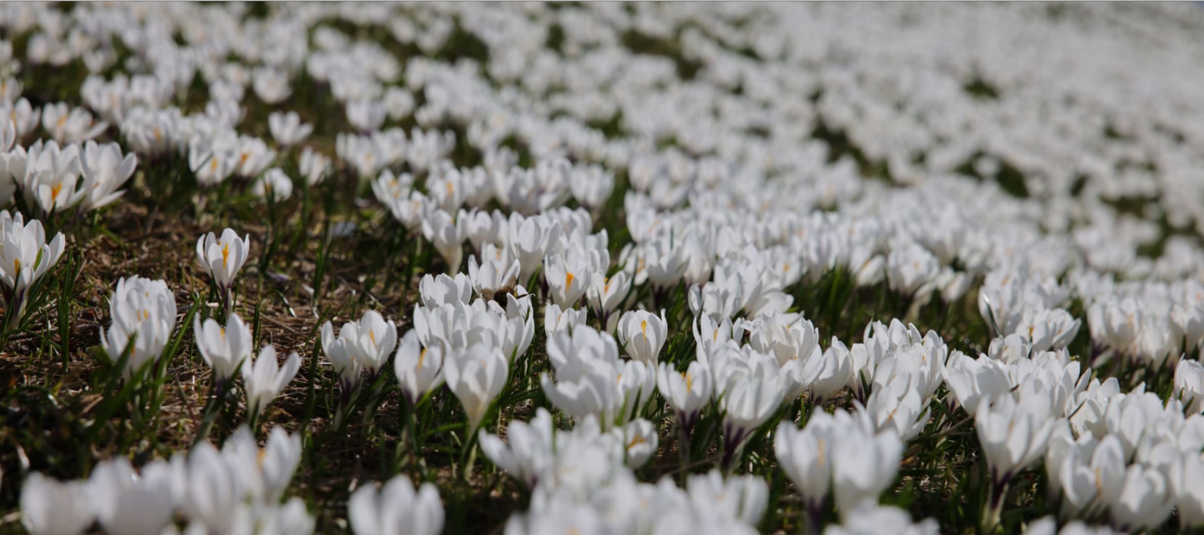 Hummel im Krokusfeld ¦ ©Foto Maggie J.Christen-Zurfluh