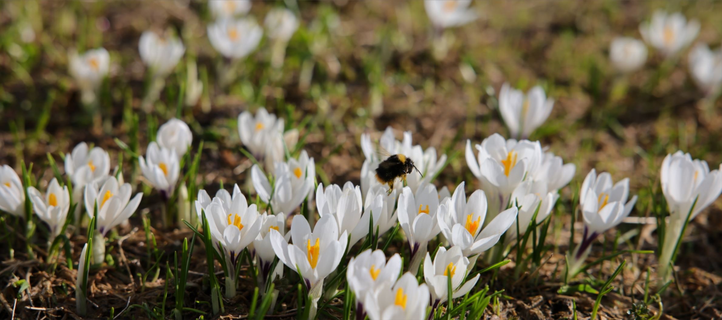 Hummel im Krokushimmel ¦ ©Foto Maggie J.Christen-Zurfluh