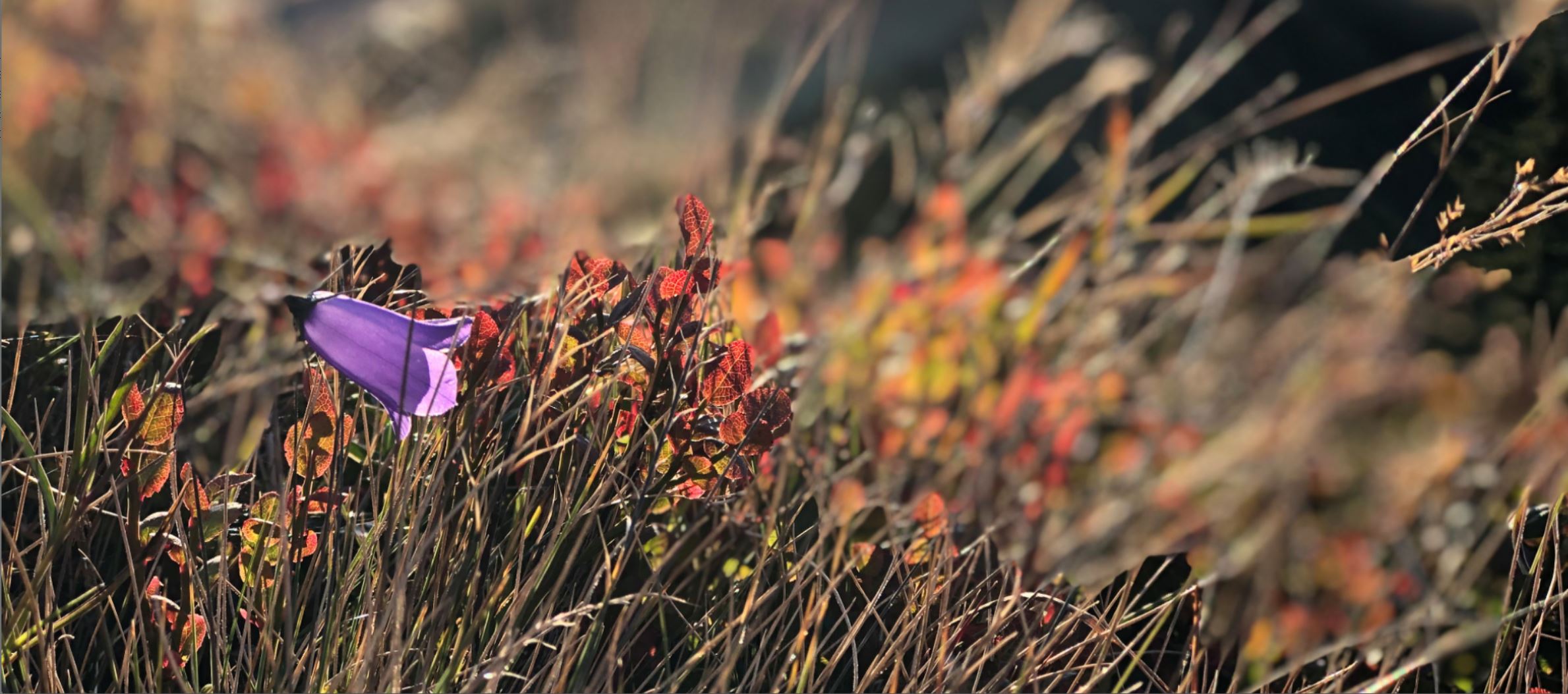 Herbst ¦ ©Foto Maggie J.Christen-Zurfluh