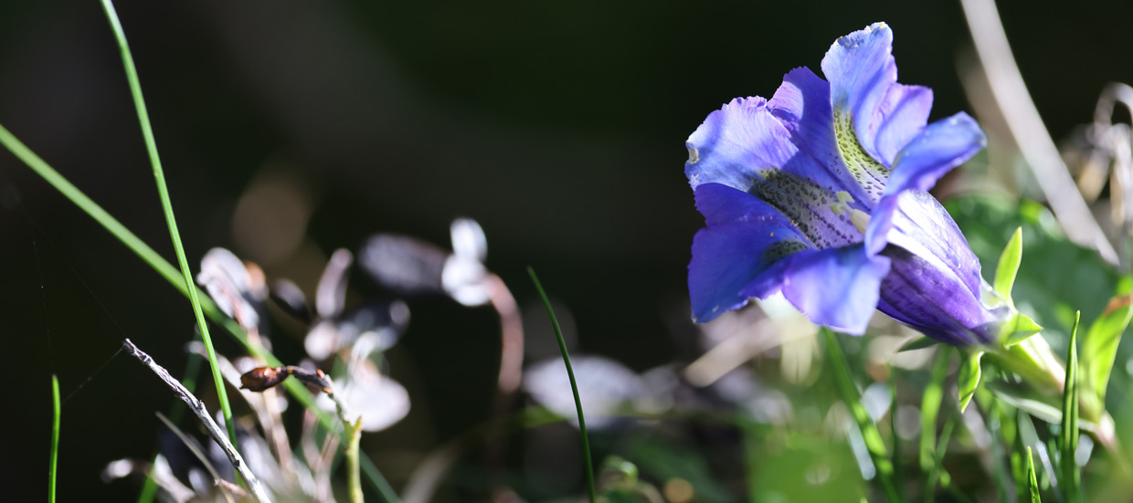 Enzian ¦ ©Foto Maggie J.Christen-Zurfluh